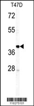 IGHM Antibody (N-term)