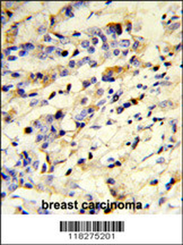 IGHM Antibody (N-term)
