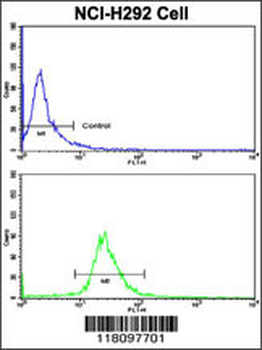 KIF3C Antibody (C-term)