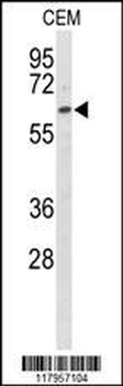 EHD3 Antibody (Center)