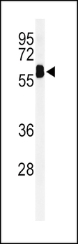 EHD3 Antibody (N-term)