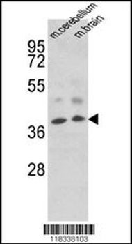 EN2 Antibody (C-term)