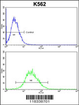 EN2 Antibody (C-term)