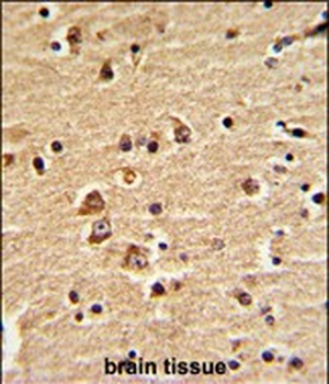 EN2 Antibody (C-term-2)