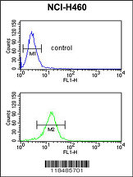 SERPINA4 Antibody (C-term)