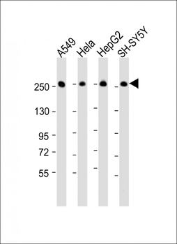 FASN Antibody (Center)