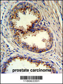 GOLPH3 Antibody (N-term)
