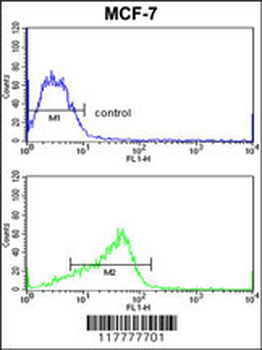 ADAM9 Antibody (C-term)