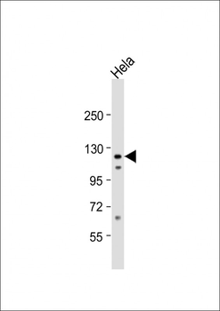 Vinculin Antibody (C-term)