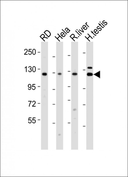 VINC Antibody (N-term)