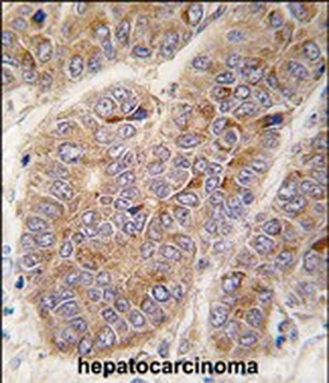 APOA2 Antibody (Center)