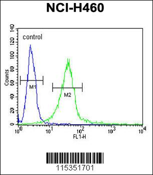 GIT1 (Y554) Antibody (C-term)