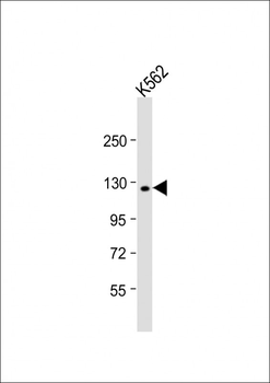 LARS Antibody (C-term)
