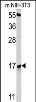 RBM3 Antibody (Center)