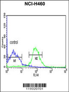 FKBP9 Antibody (N-term)