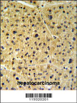 FKBP9 Antibody (N-term)