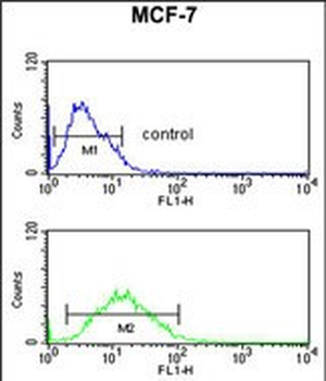 FKBP4 Antibody (Center)