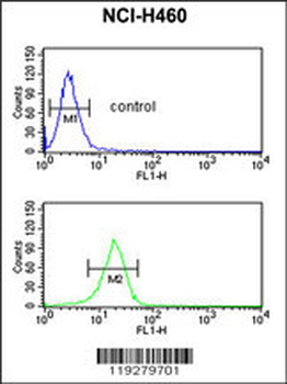 FKBP10 Antibody (N-term)