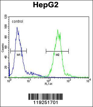 CTSH Antibody (N-term)