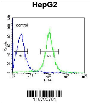 TMPRSS2 Antibody (Center)