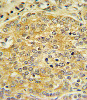 APOL1 Antibody (C-term)