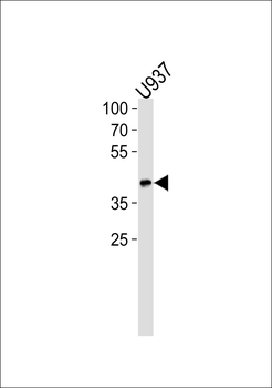 APOL1 Antibody