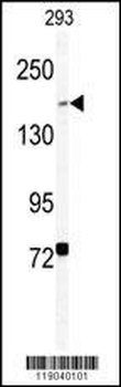 BCOR Antibody (Center S1122)