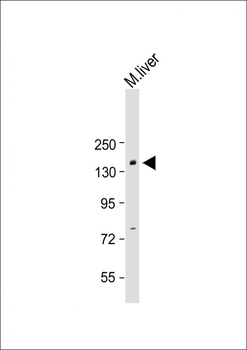 BCOR Antibody (Center S1122)
