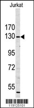 MYO1A Antibody (Center S291)
