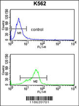 MFAP5 Antibody (C-term)