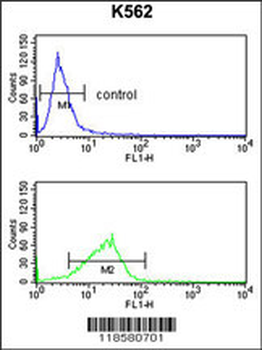 POLE3 Antibody (N-term)