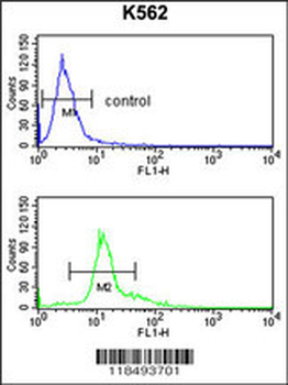 SERPINF1 Antibody (Center)