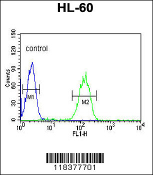 CA5B Antibody (C-term)