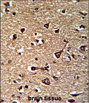 GLRX2 Antibody (C-term T135)