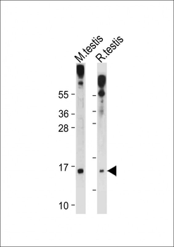 GLRX2 Antibody (C-term T135)