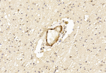 LINGO1 Antibody (N-term)