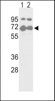 NFE2L2 Antibody (S40)