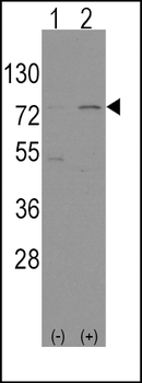 NFE2L2 Antibody (N-term)