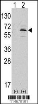 NAE1 (APPBP1) Antibody (C-term)