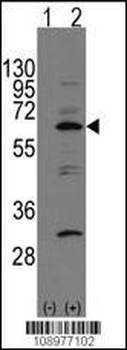 NAE1 (APPBP1) Antibody (C-term)
