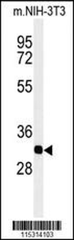 PHB2 Antibody (Y128)