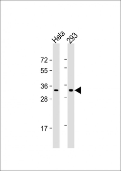 PHB2 Antibody (Y128)