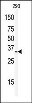 REA (PHB2) Antibody (C-term)
