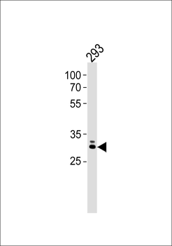 MOX1 (Meox1) Antibody (C-term)