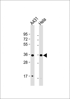CDK7 Antibody (Center)