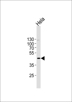 MAPK1 Antibody (C-term)