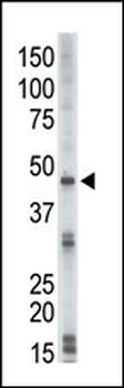 DRAK2 Antibody (C-term)