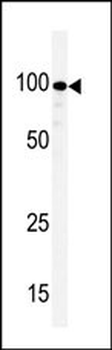 KSR Antibody (N-term E174)
