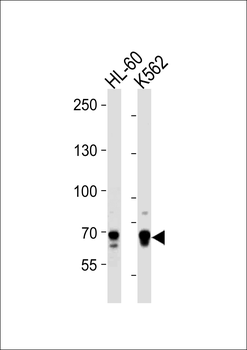 ELF4 Antibody (Center)