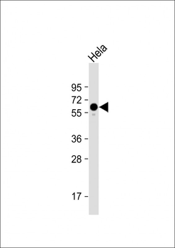 PKM2 Antibody (C-term L398)
